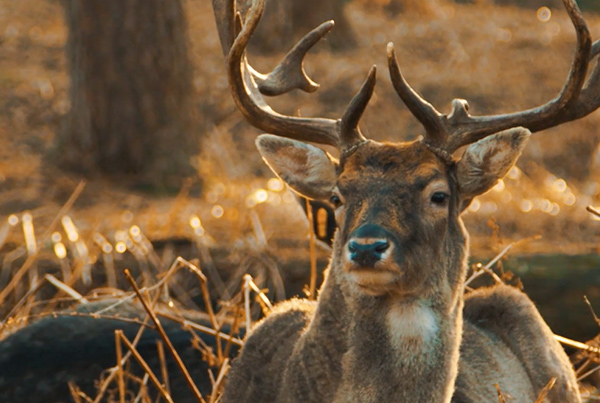 Oh my deer – 5D Mark III Raw